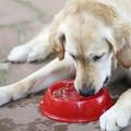 Attenti al cane, germi letali nella ciotola dell’acqua